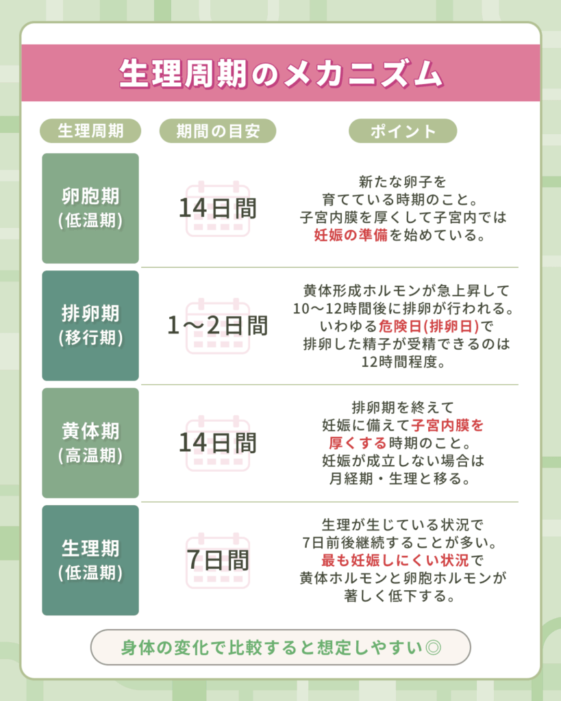 生理周期のメカニズムから安全日と危険日・排卵日はいつになるのか確認しよう