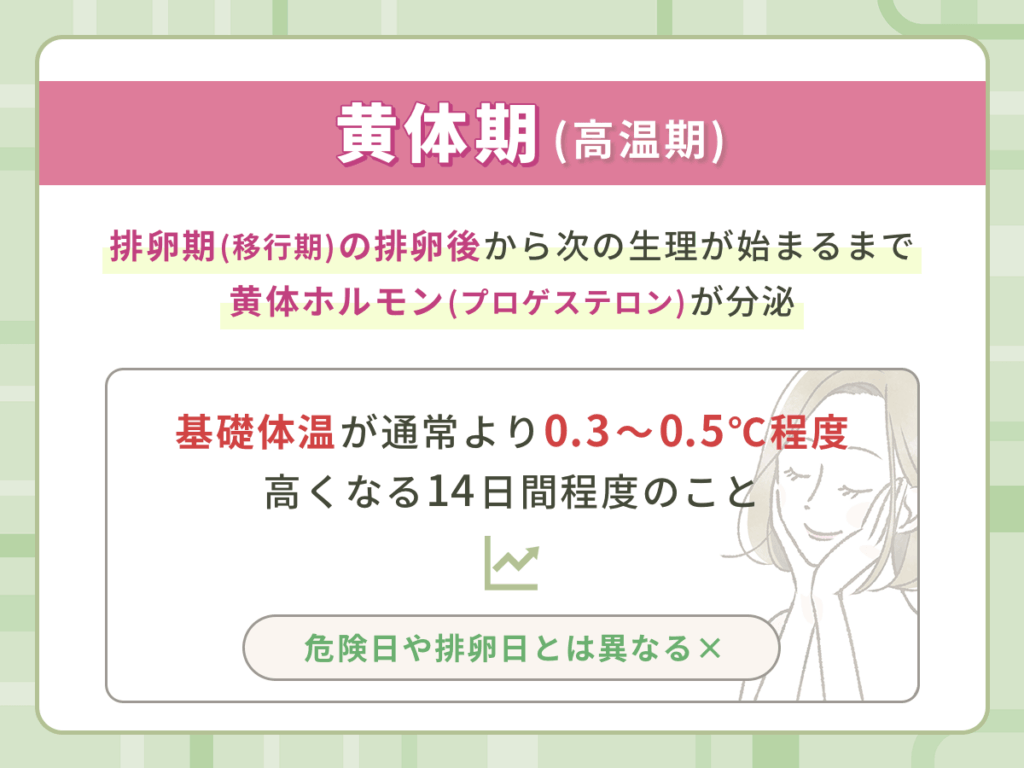 黄体期(高温期)の安全日と危険日・排卵日はいつになる?